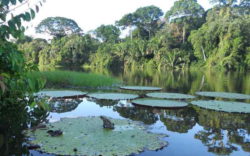 Parque Nacional Natural Amacayacu
