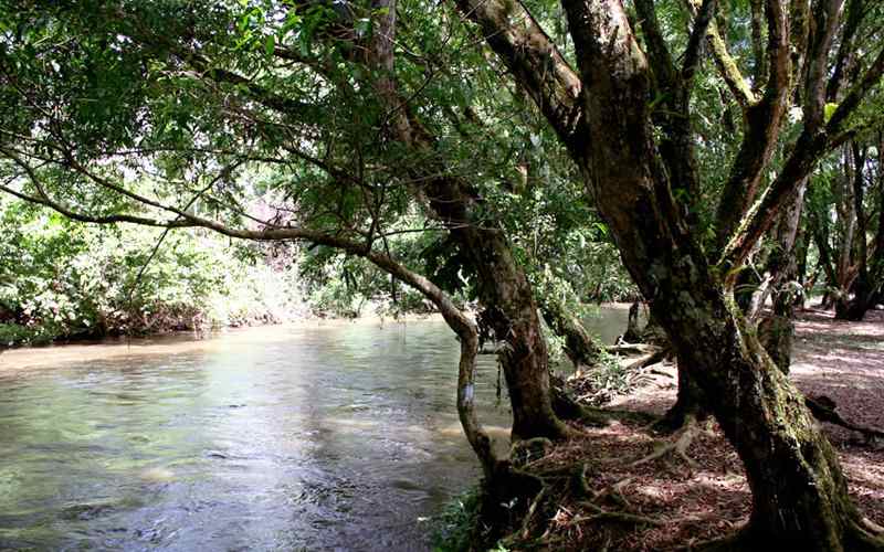 Santuario de Flora Plantas Medicinales Orito Ingi - Ande