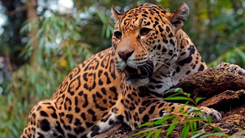 jaguar-los-katios