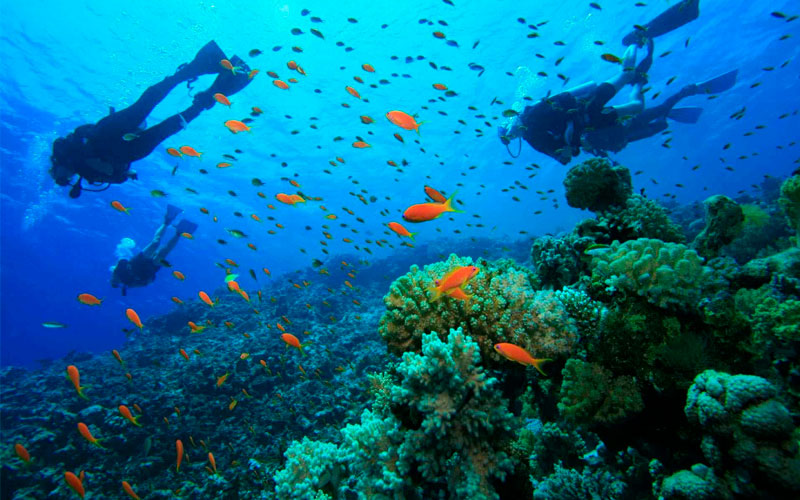 Buceo Malpelo