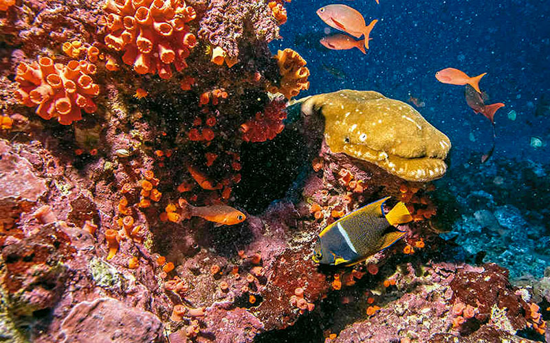 Fauna Submarina Malpelo