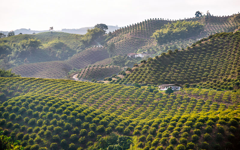 Paisaje Cultural Cafetero de Colombia