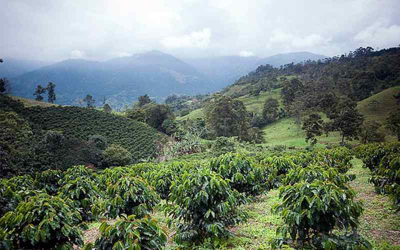 Café Paisaje Cultural de Colombia