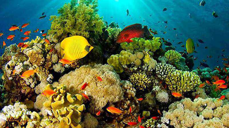 Snorkel y buceo scuba