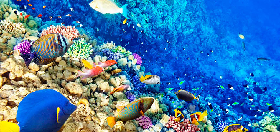 Buceo Tintipán