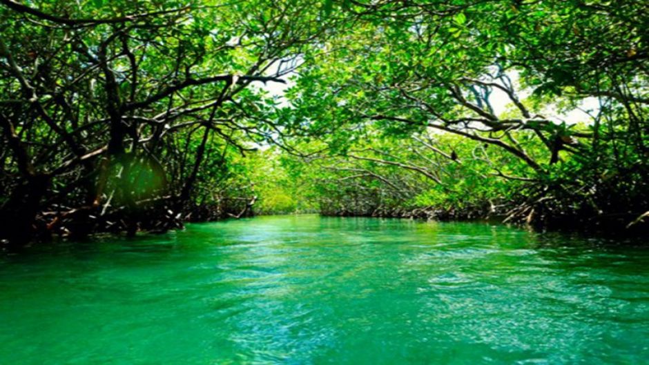 Manglares la Boquilla