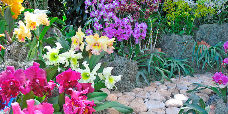 Orquideas medellin